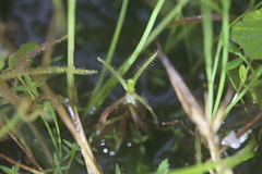 Drosera aquatica
