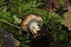 Pholiota lubrica