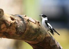 Ficedula albicollis