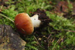 Pholiota lubrica