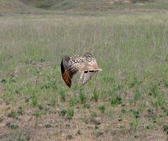 Bubo bubo