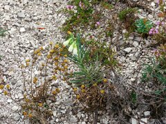 Onosma tanaitica