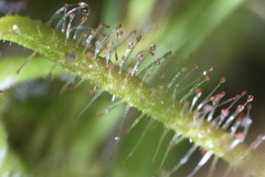 Drosera aquatica