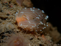 Facelina bostoniensis