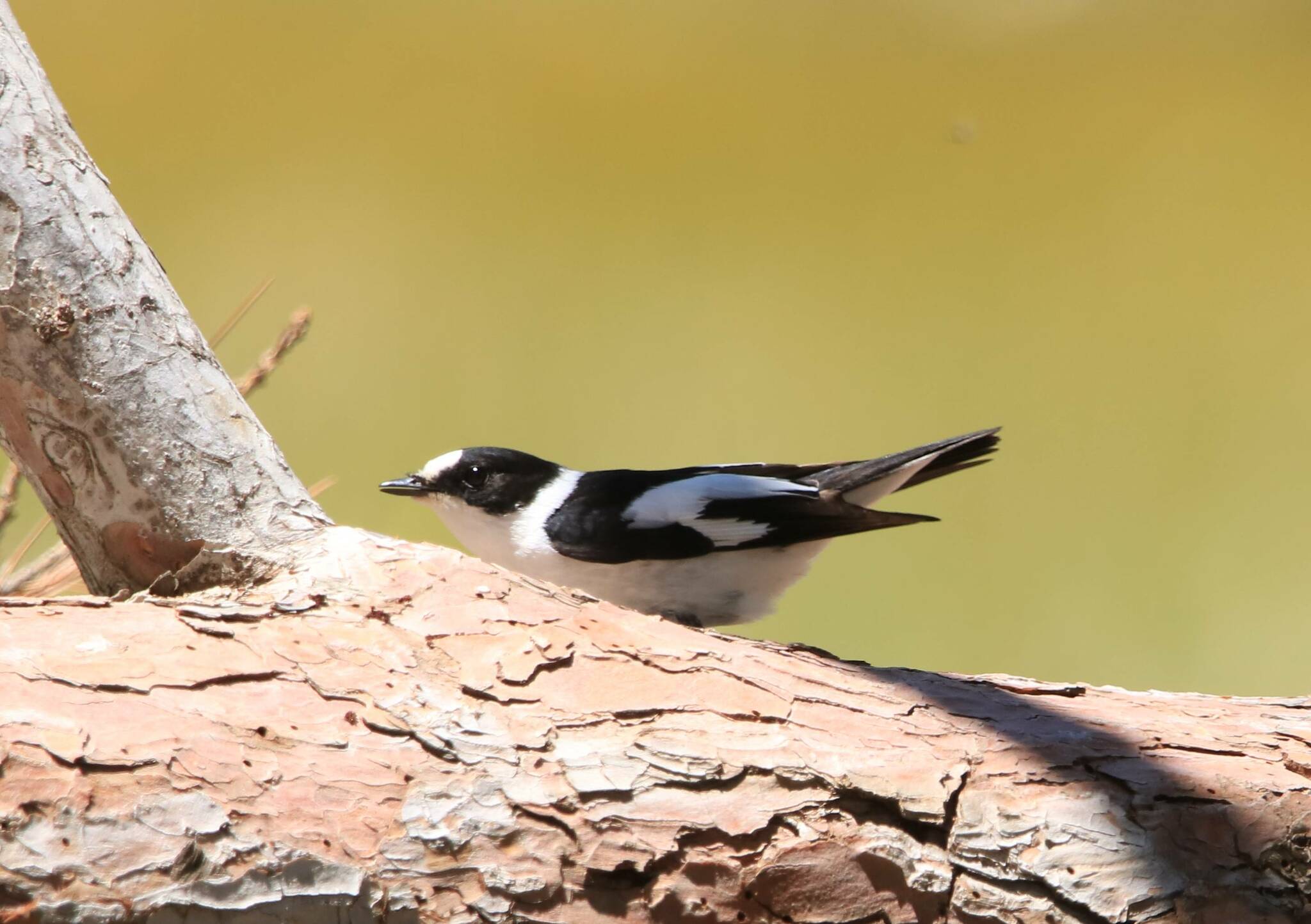 Collared Flycatcher (Ficedula albicollis)