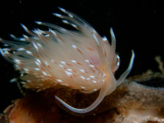 Facelina bostoniensis