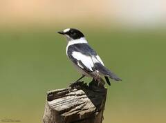 Ficedula albicollis