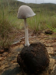 Coprinopsis afronivea