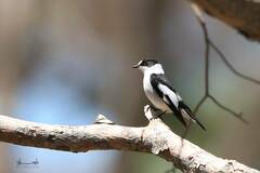 Ficedula albicollis
