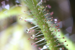 Drosera aquatica