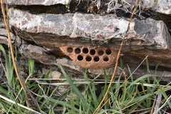 Sceliphron caementarium