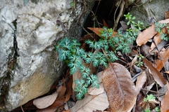 Changium smyrnioides
