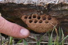 Sceliphron caementarium
