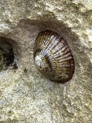 Patellogastropoda