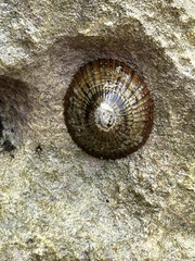 Patellogastropoda