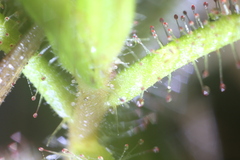 Drosera aquatica