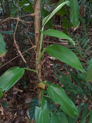 Scindapsus perakensis