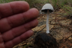 Coprinopsis afronivea