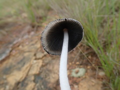 Coprinopsis afronivea