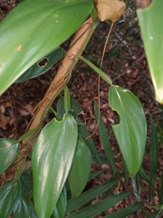 Scindapsus perakensis