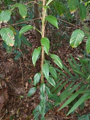 Scindapsus perakensis