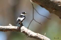 Ficedula albicollis