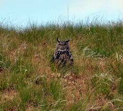 Bubo bubo