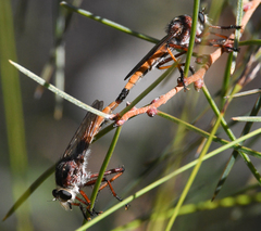 Colepia rufiventris