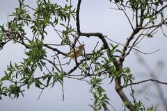 Phylloscopus trochilus