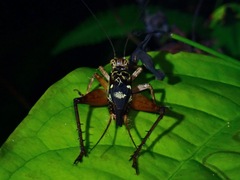 Cardiodactylus palawan