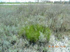 Artemisia austriaca