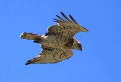 Circaetus gallicus