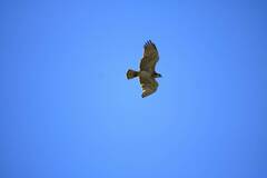 Circaetus gallicus