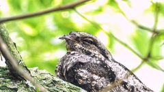Caprimulgus jotaka