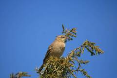 Anthus campestris