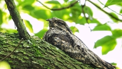 Caprimulgus jotaka