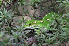 Naultinus gemmeus