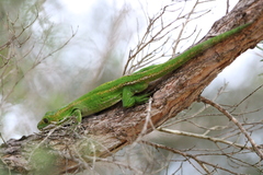 Naultinus gemmeus