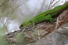 Naultinus gemmeus