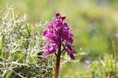 Orchis mascula