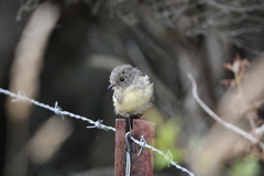 Petroica macrocephala macrocephala