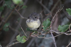 Petroica macrocephala macrocephala
