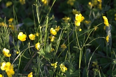 Ranunculus propinquus subborealis