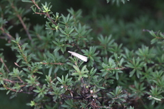 Orocrambus vittellus