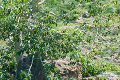 Ficus petiolaris palmeri
