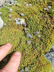 Kelleria croizatii