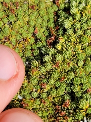 Kelleria croizatii