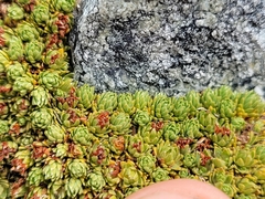 Kelleria croizatii