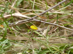 Taractrocera papyria