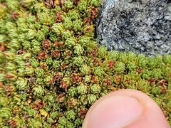 Kelleria croizatii